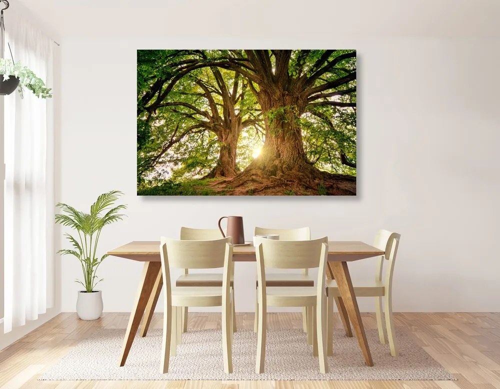 Obraz majestátne stromy Varianta: 120x80