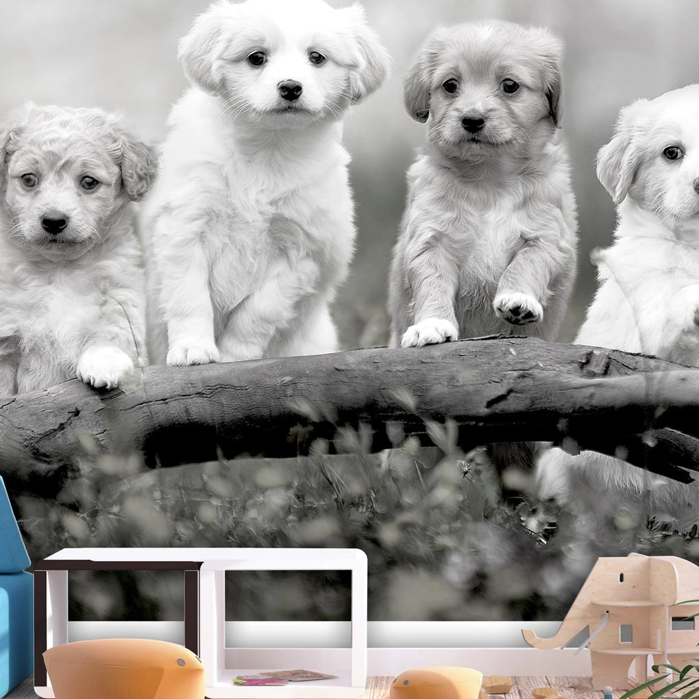 Artgeist Fototapeta - Four Puppies Veľkosť: 100x70, Verzia: Standard