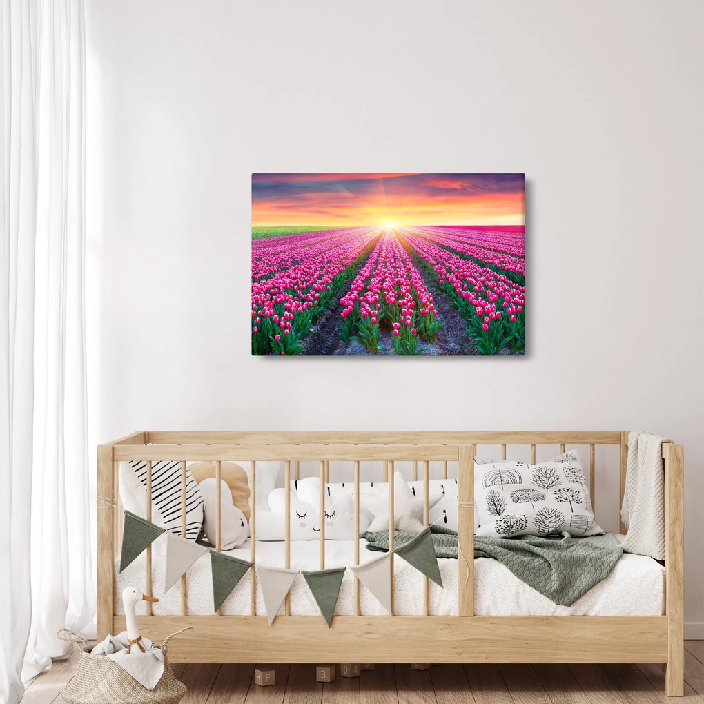 Obraz poľa tulipánov so slnkom (90x60 cm)