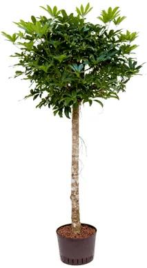 Schefflera arboricola Stem 28/19 výška 165 cm
