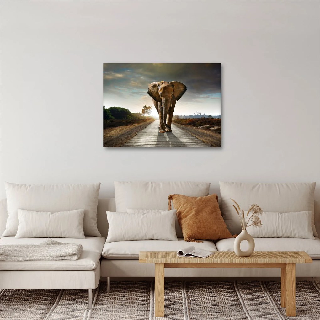 Obraz slona (70x50 cm)