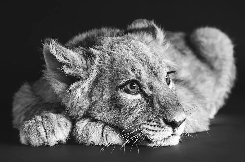 Fototapeta mláďa leva v čiernobielom - 450x300