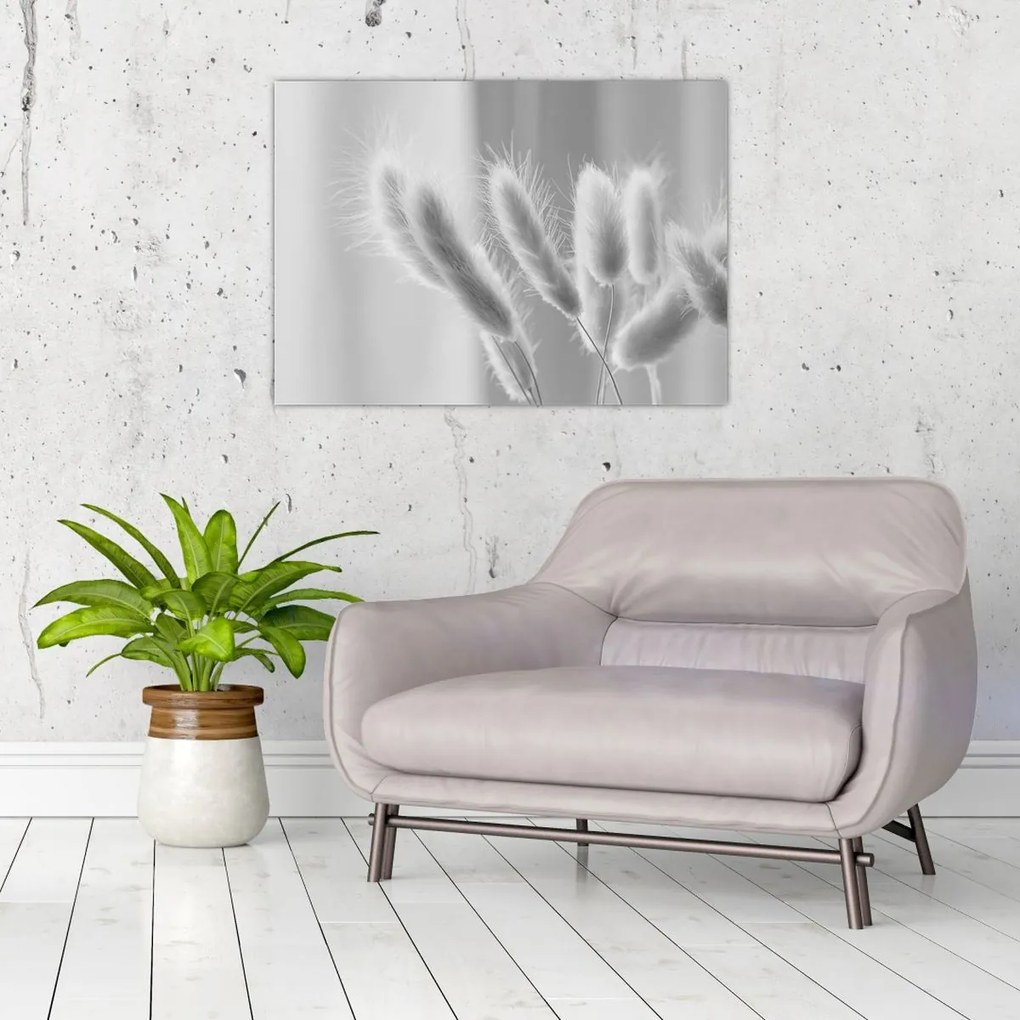 Obraz - Bunny tail grass (70x50 cm)