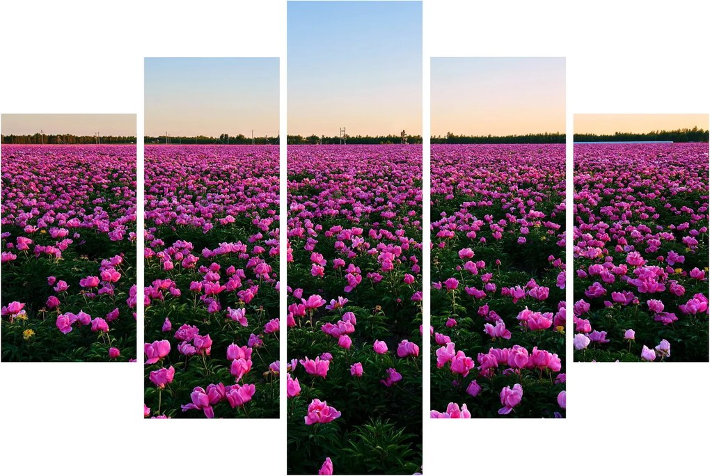 Obraz - Lúka fialových tulipánov (150x105 cm)