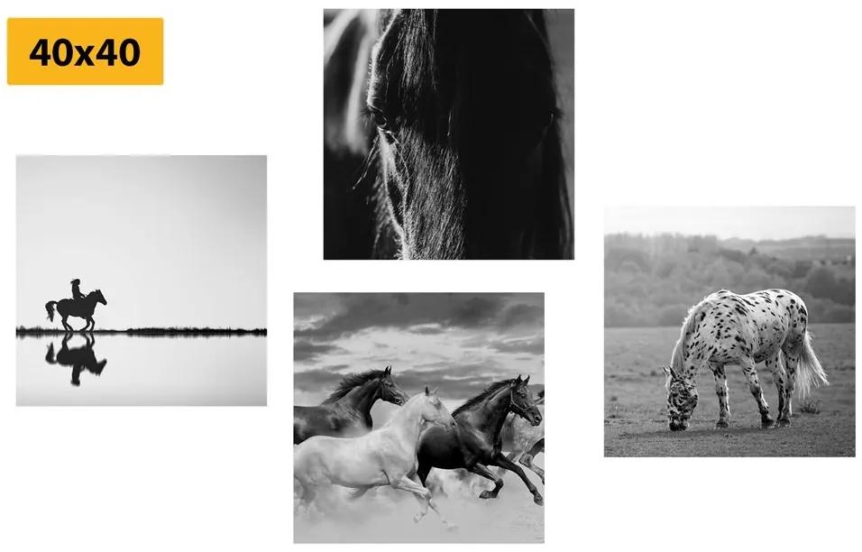 Set obrazov pre milovníkov koní v čiernobielom prevedení - 4x 40x40