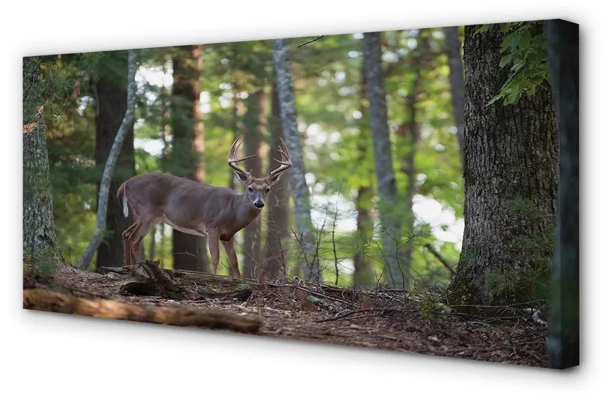 Obraz na plátne jeleň lesný 100x50 cm