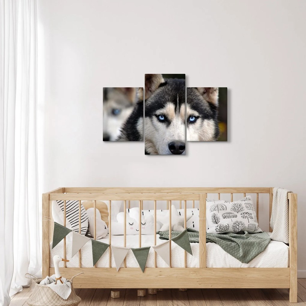 Obraz psa husky (90x60 cm)