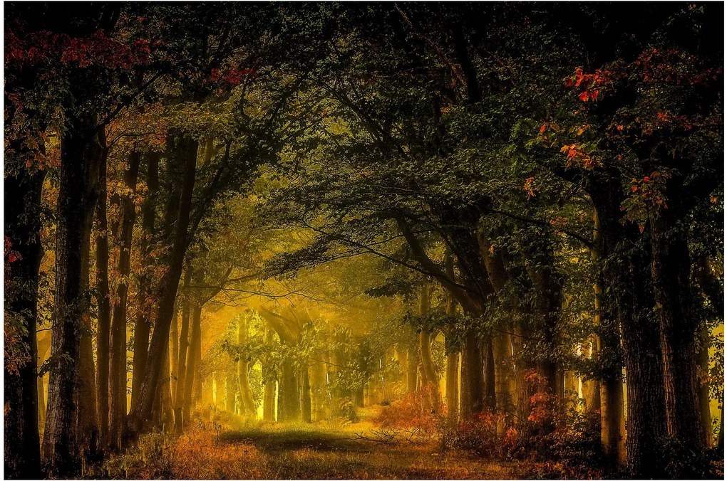 Obraz lesu (90x60 cm)