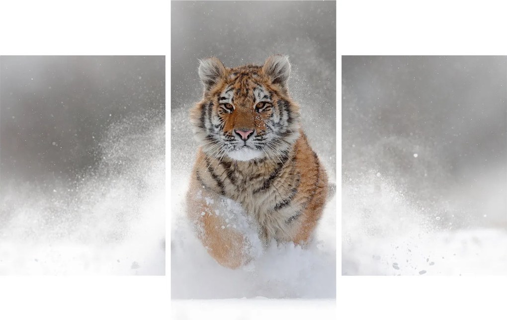 Obraz bežiaceho tigra v snehu (90x60 cm)
