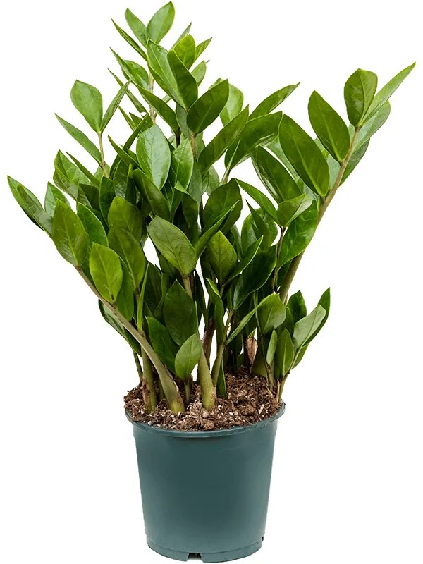 Zamioculcas zamiifolia 14x40 cm