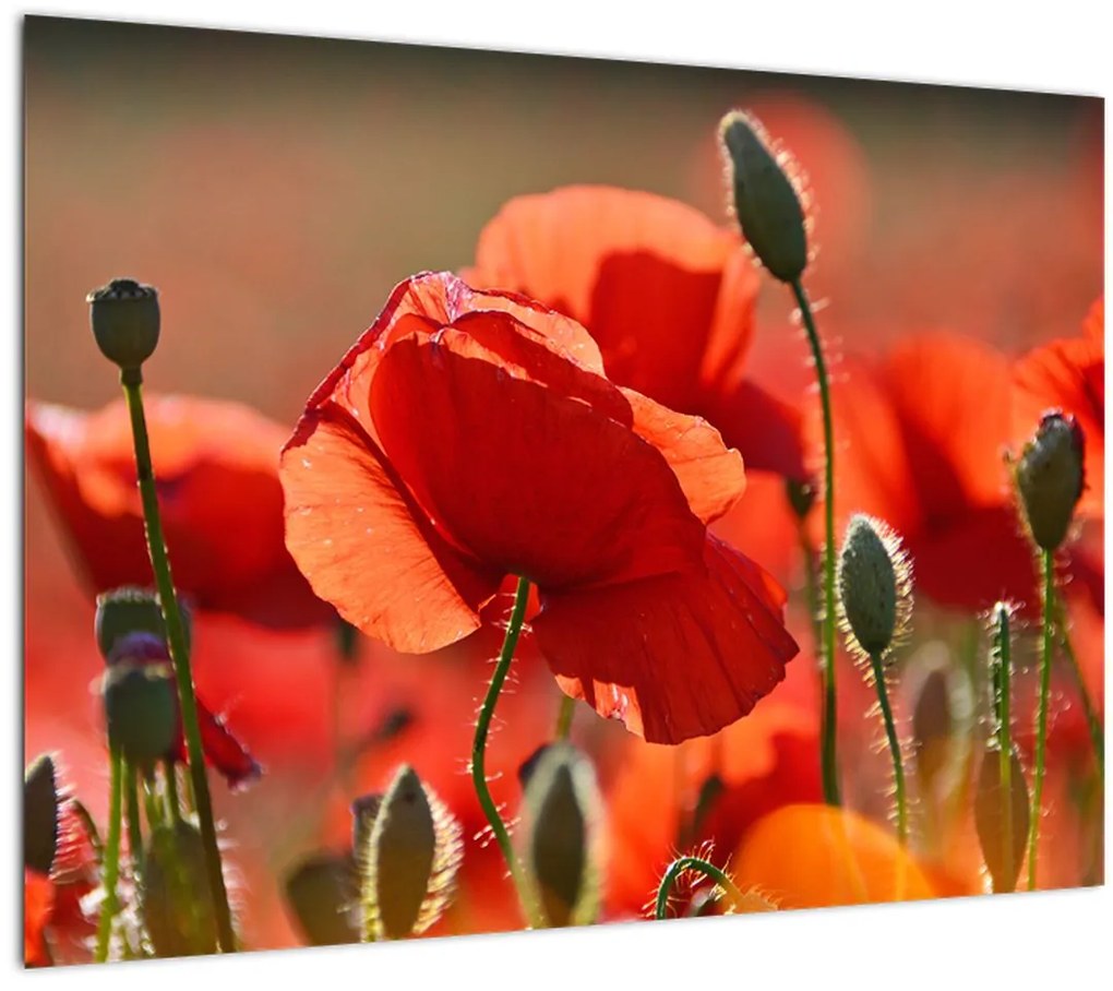 Sklenený obraz vlčích makov (70x50 cm)