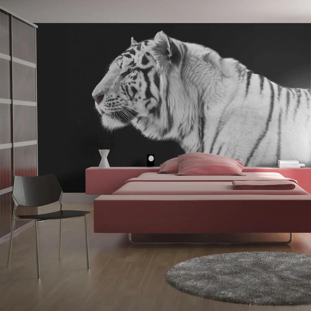 Fototapeta - Biely tiger 200x154 + zadarmo lepidlo