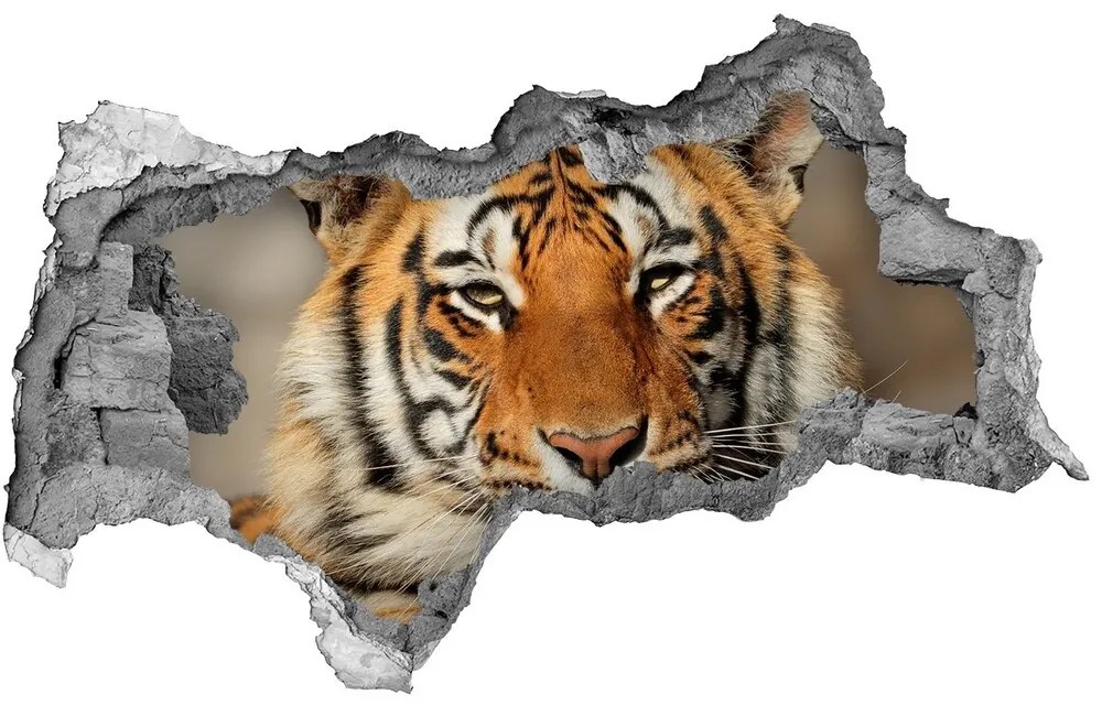 Diera 3D foto tapeta nálepka Tiger bengálsky nd-b-88747131