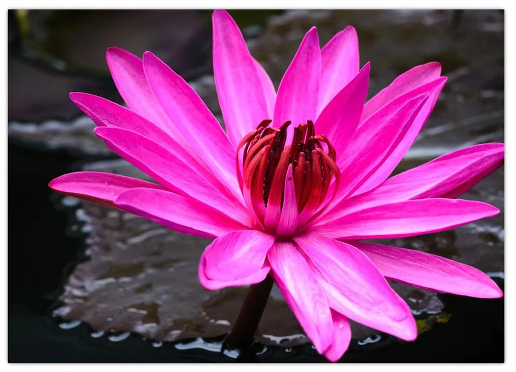 Obraz - ružový kvet (70x50 cm)