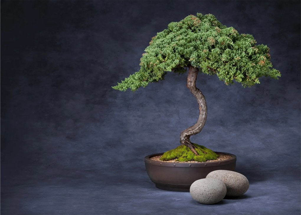 Obraz - Bonsai (70x50 cm)