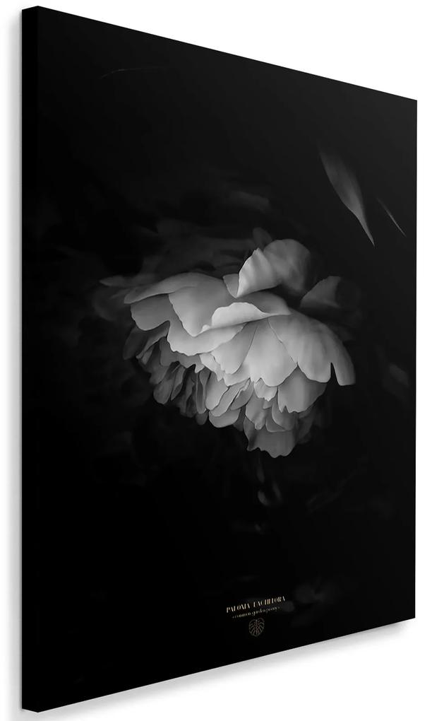 Gario Obraz na plátne Čierna a biela pivonka - Dmitry Belov Rozmery: 40 x 60 cm