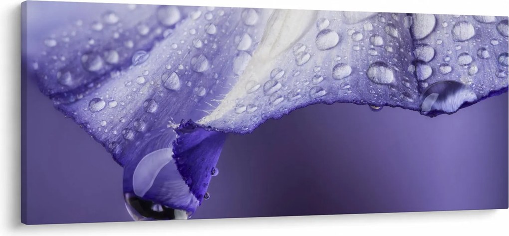 Obraz - Okvetný lístok s kvapkami (120x50 cm)