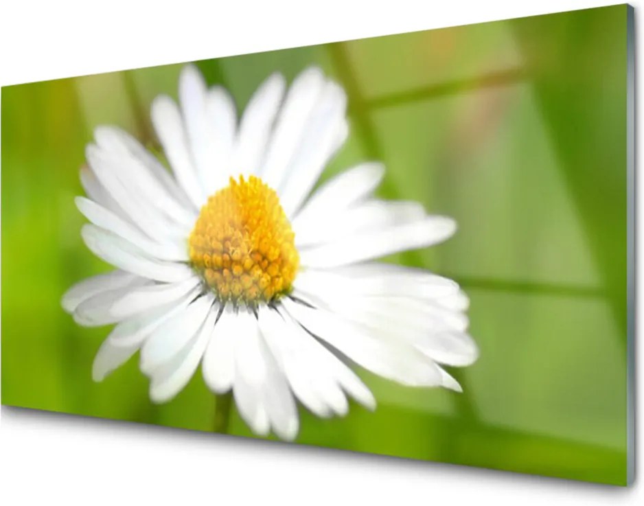 Skleněný obraz Sedmokráska Rastlina Príroda