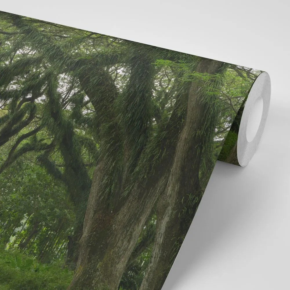 Fototapeta cestička zahalená zeleňou
