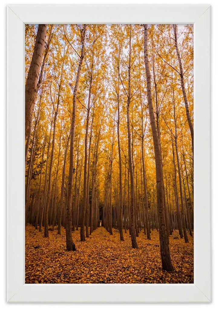 Gario Plagát Zlatý les na jeseň Farba rámu: Bez rámu, Rozmery: 60 x 90 cm
