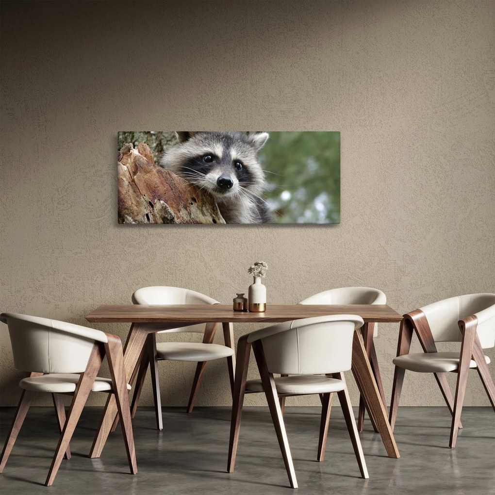 Obraz mývala (120x50 cm)