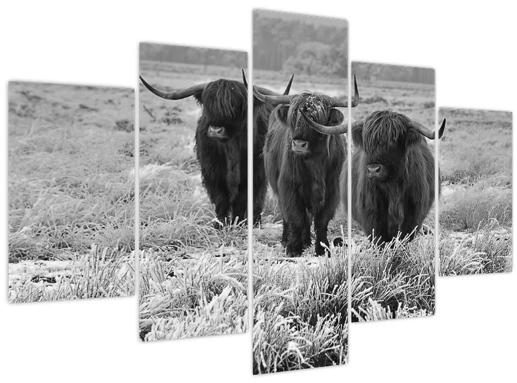 Obraz - Škótske kravy (150x105 cm)