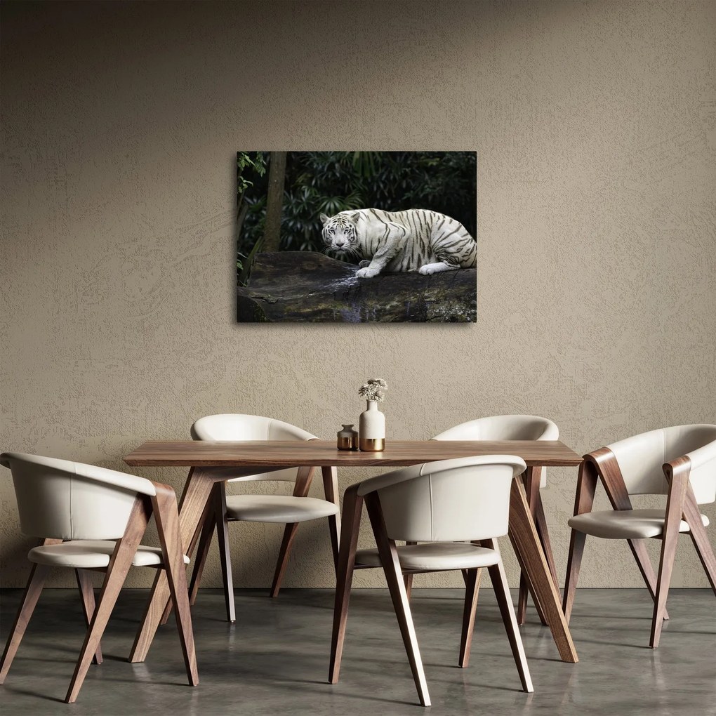 Obraz - Tiger albín (70x50 cm)
