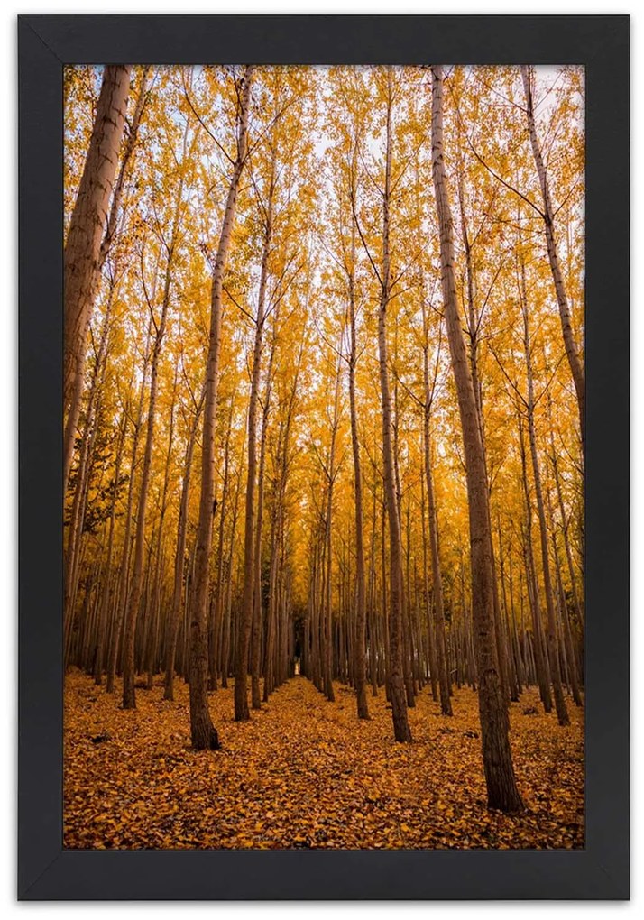 Gario Plagát Zlatý les na jeseň Farba rámu: Čierna, Rozmery: 20 x 30 cm