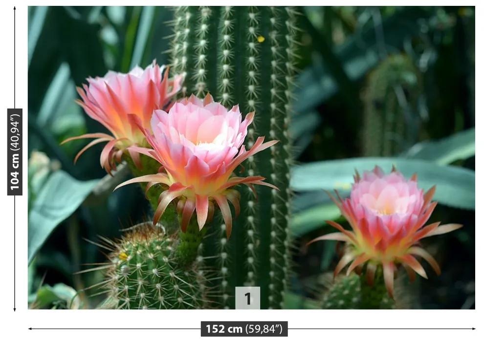 Fototapeta Vliesová Kaktusový kvet 152x104 cm