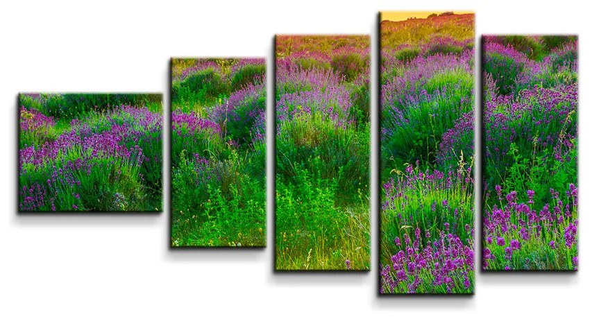 Sablio Obraz - 5-dílný Levanduľové pole - 100x60 cm