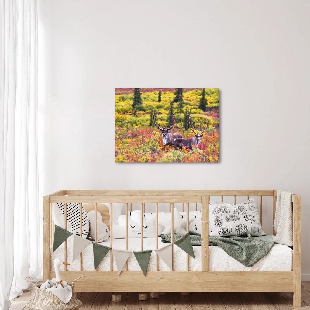 Obraz - Karibu na Aljaške (70x50 cm)