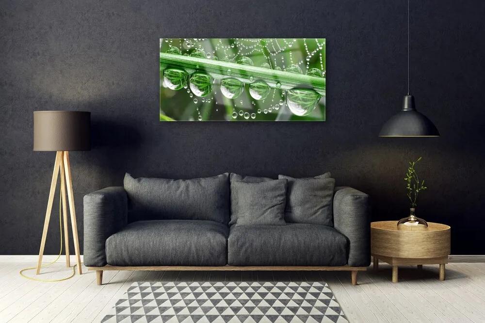 Obraz na akrylátovom skle Pavučina kvapka rastlina 100x50 cm
