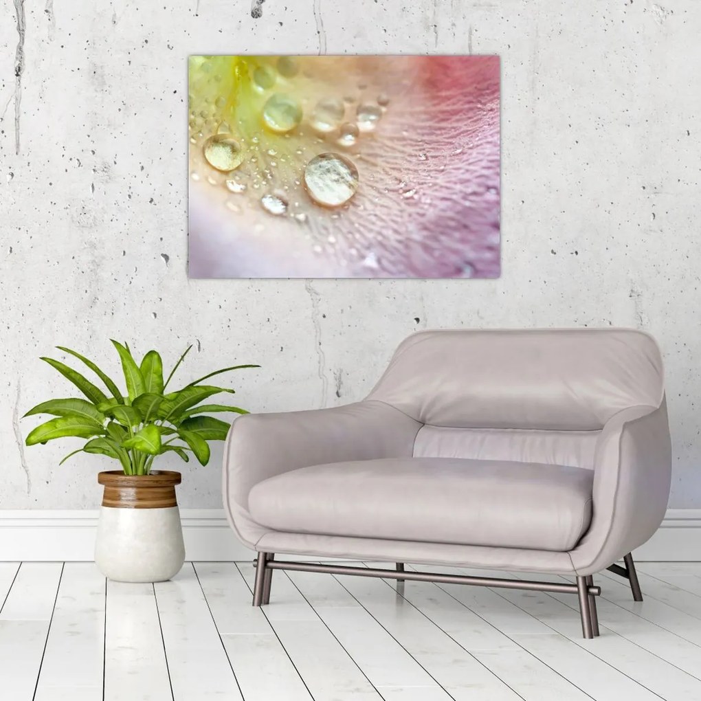Obraz - Kvapky rosy (70x50 cm)