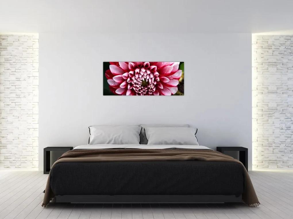 Obraz ružovej Dahlie (120x50 cm)