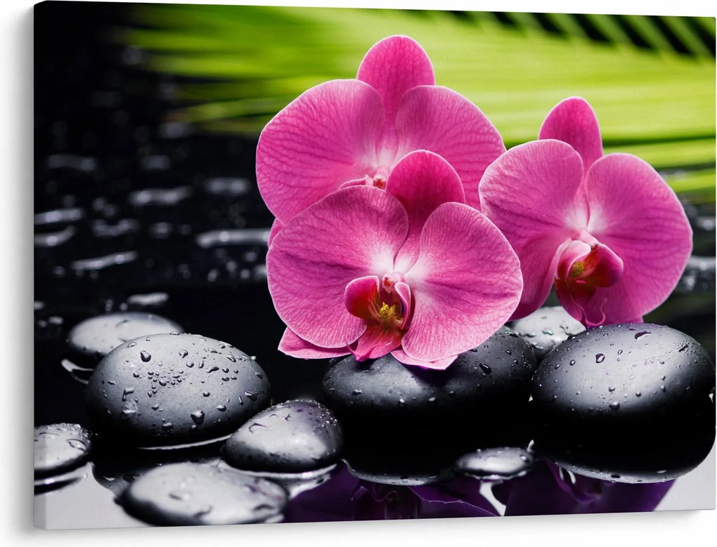 Obraz - Ružové orchidey s palmovým listom (70x50 cm)