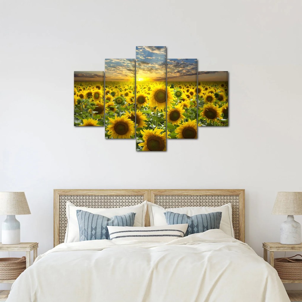 Obraz - Slnečnica pri západe slnka (150x105 cm)