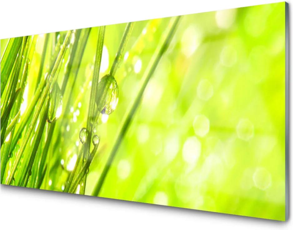 Obraz plexi Príroda kvapky tráva