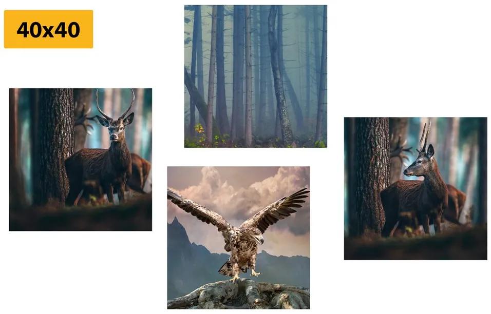 Set obrazov nádherné lesné zvieratá