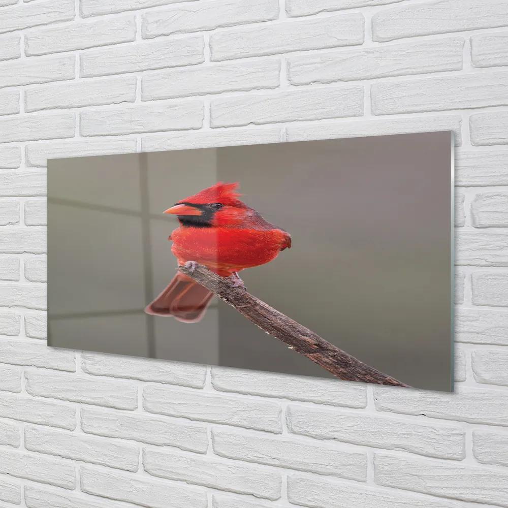 Obraz na akrylátovom skle Red papagáj na vetve 140x70 cm