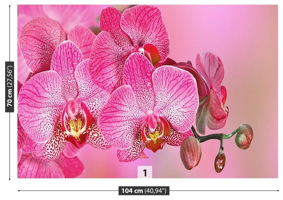 Fototapeta Vliesová Ružová orchidea 312x219 cm