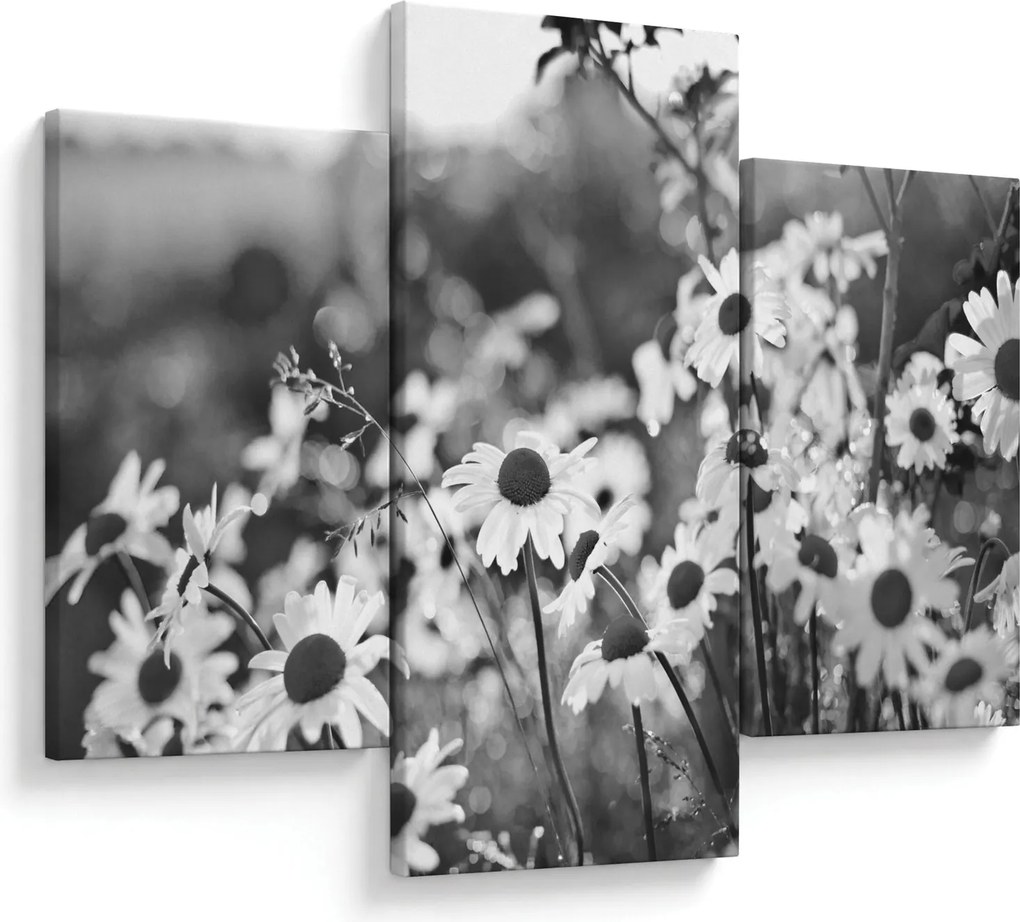 Obraz - Kopretiny (90x60 cm)