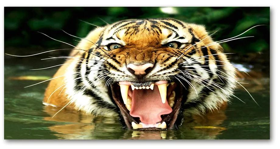 Foto obraz akrylový Revúci tigre pl-oa-140x70-f-609474