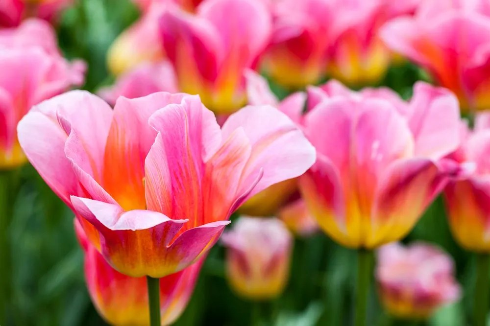 Samolepiaca fototapeta lúka ružových tulipánov