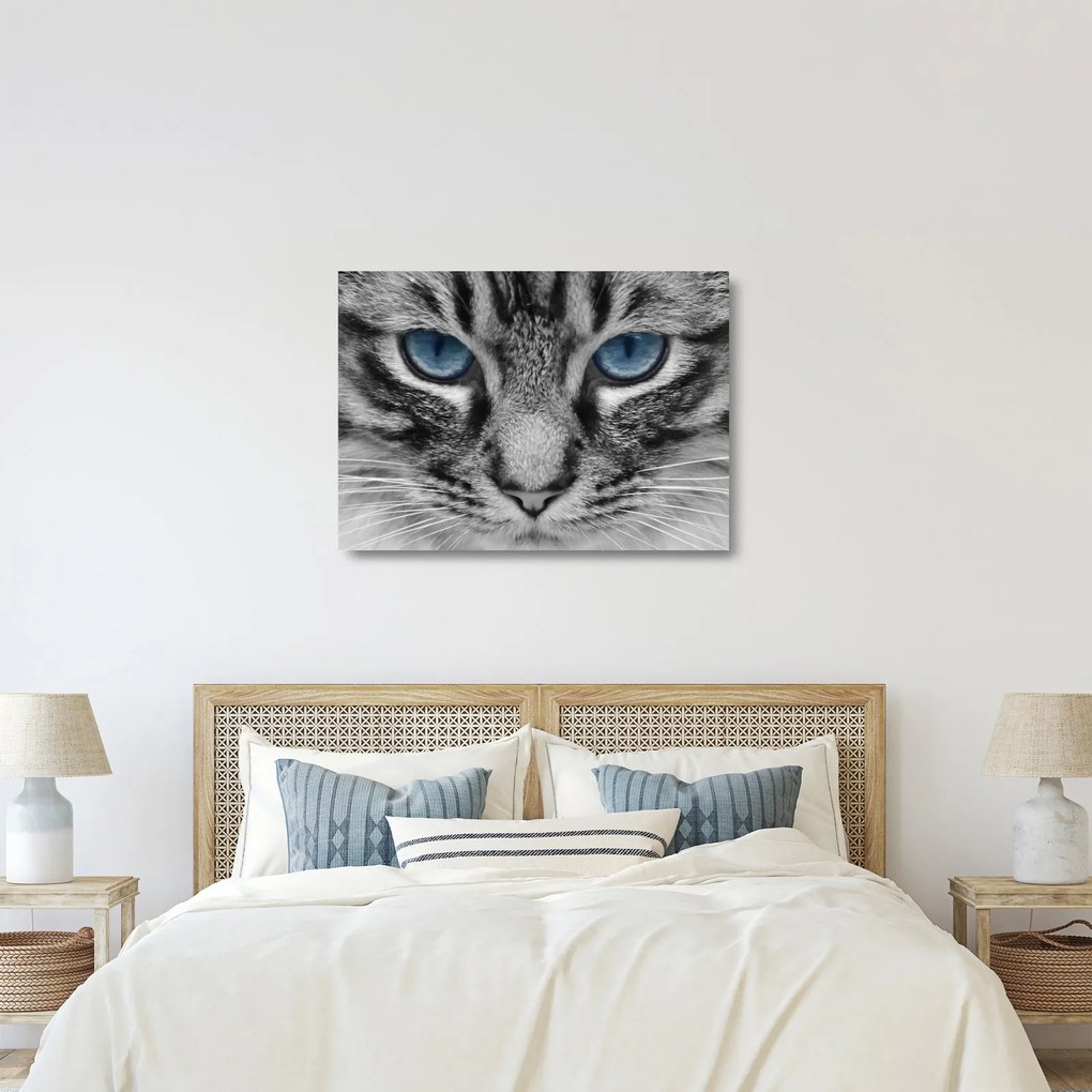 Sklenený obraz mačiatka (70x50 cm)