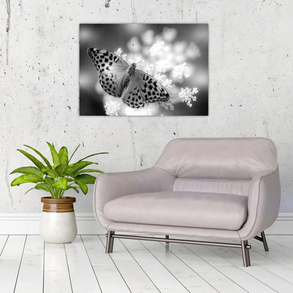Sklenený obraz - Detail motýľa opeľujúceho kvet (70x50 cm)