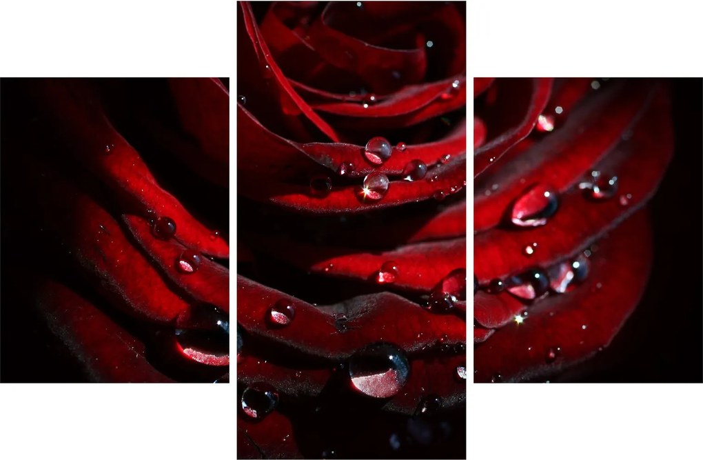Obraz - Detail ruže (90x60 cm)