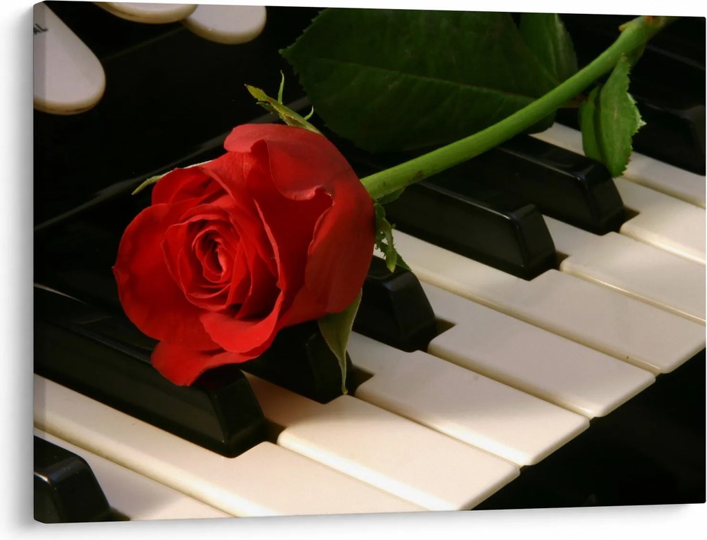 Obraz - Klavír a ruža (70x50 cm)