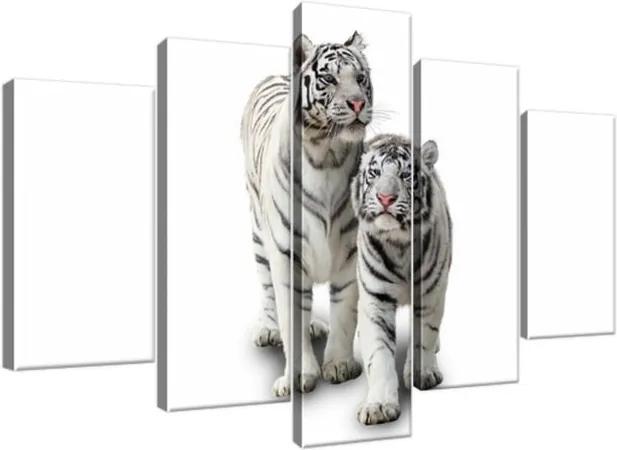 Obraz na plátne Biele tigre 100x63cm 1270A_5D