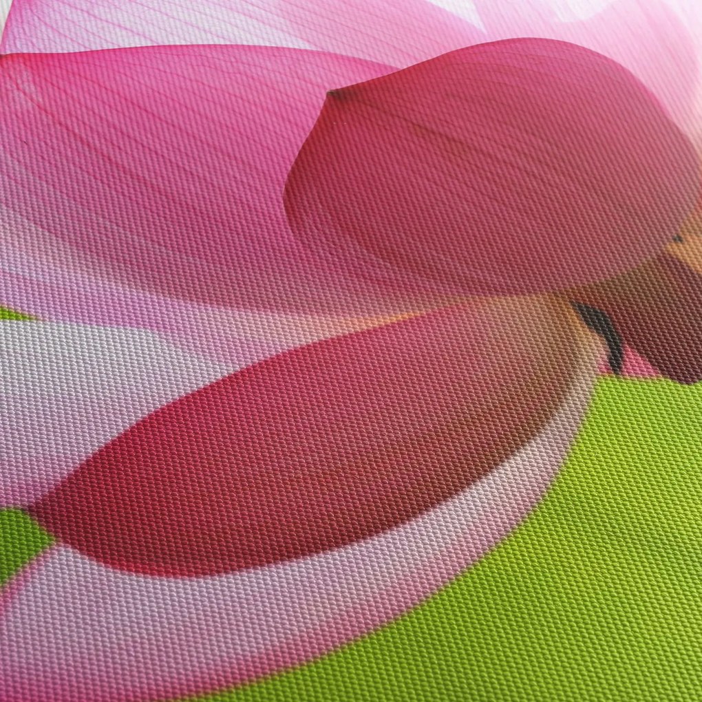 Obraz kvetu Lotusu (90x60 cm)