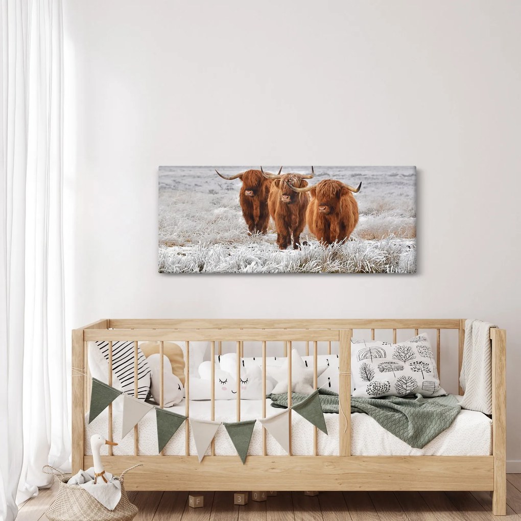 Obraz - Škótske kravy (120x50 cm)